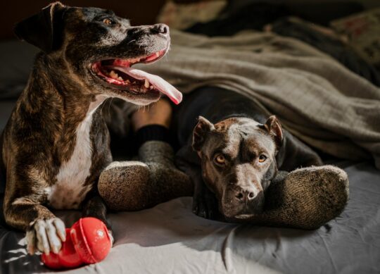 Лучший свежий корм для собак в 2024 году, проверенный и оцененный