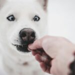 Как выбрать корм для собаки?