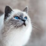 10 лайфхаков для ухода за кошкой