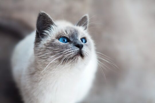 10 лайфхаков для ухода за кошкой