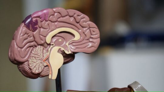 Как изучают человеческий мозг?