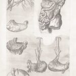 Как работают искусственные органы?