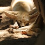 ТОП-7 необычных домашних животных, которых можно держать в квартире