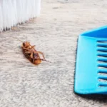 Как избавиться от насекомых в доме: эффективные методы