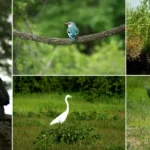 Почему важно сохранять биоразнообразие