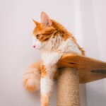 Как приучить кота к когтеточке и отучить драть мебель