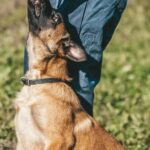 Как справиться с агрессией у собаки: советы кинолога