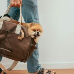 Как выбрать подходящую переноску для авиаперелёта с питомцем