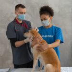 Правда и мифы о кастрации и стерилизации домашних животных