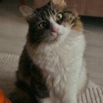 Зачем чипировать питомца и как это сделать в Канаде/Украине/Польше