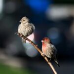 Как сделать кормушку для птиц своими руками