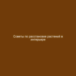 Советы по расстановке растений в интерьере